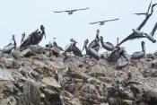 Перу пеликаны